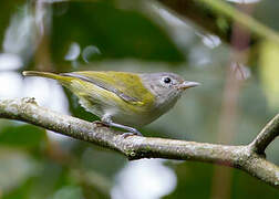 Lesser Greenlet