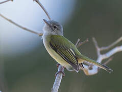 Lesser Greenlet