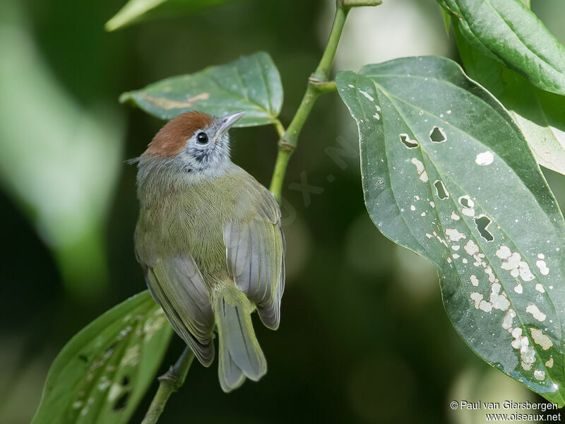 Rufous-crowned Greenlet