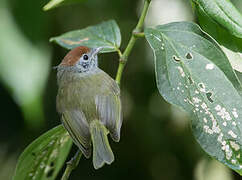 Rufous-crowned Greenlet