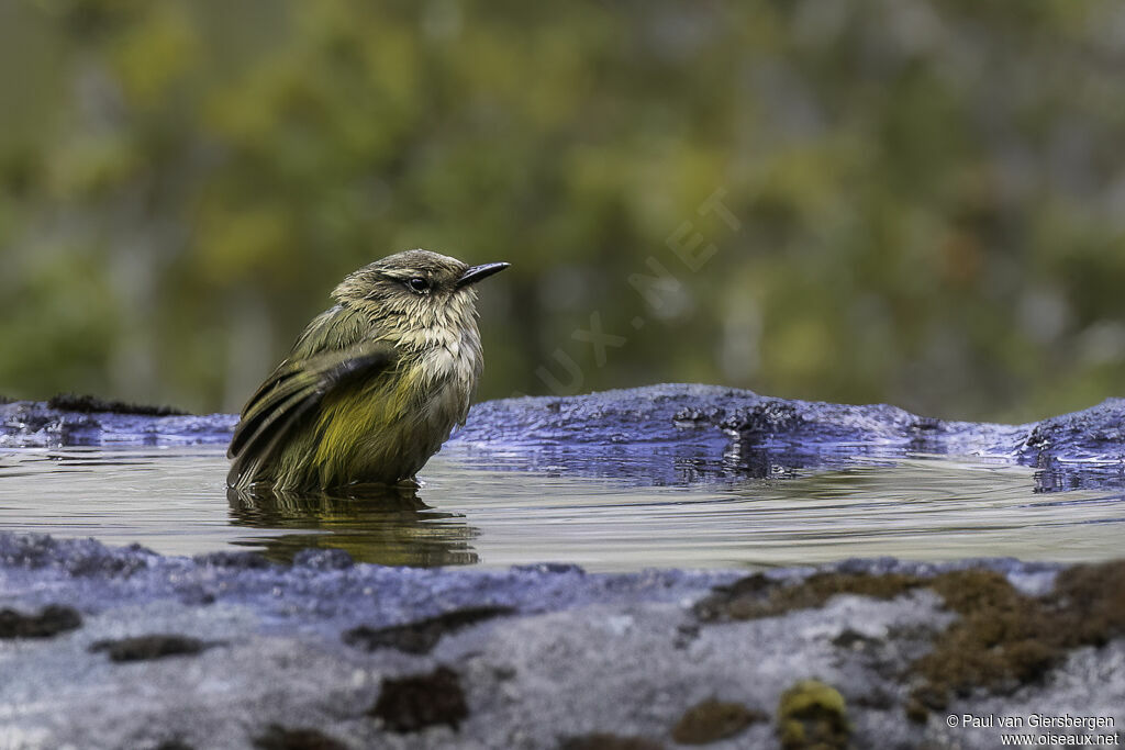 New Zealand Rockwren