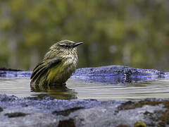 New Zealand Rockwren