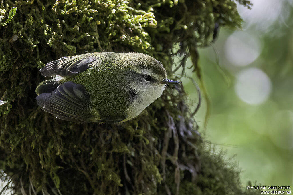 Rifleman male adult