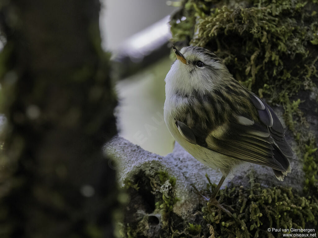 Rifleman female adult