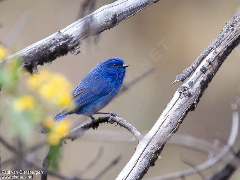 Streaked Dacnis male adult breeding, identification