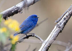 Streaked Dacnis