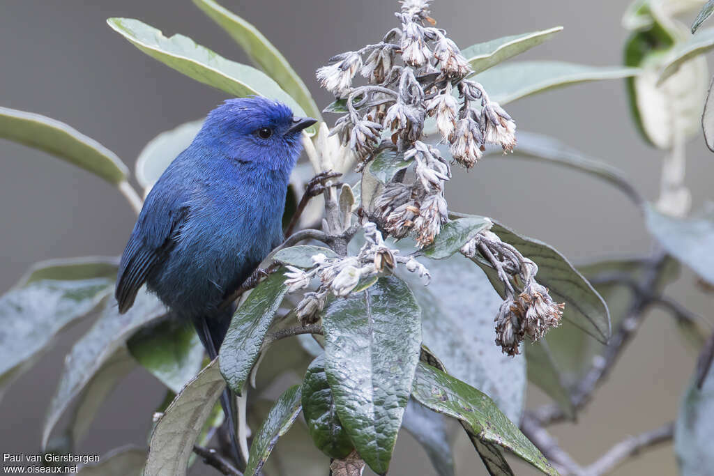 Streaked Dacnis male adult