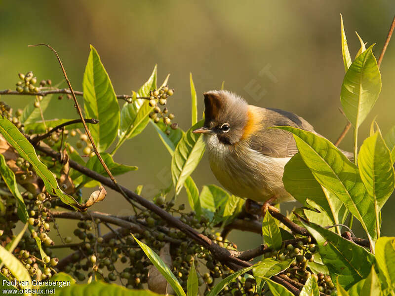 Yuhina à cou rouxadulte, régime