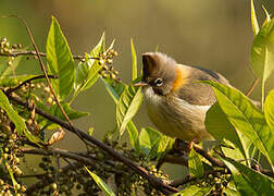 Whiskered Yuhina