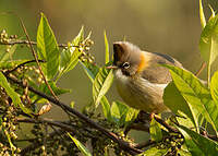 Yuhina à cou roux