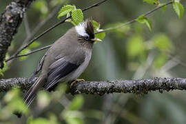 Yuhina à diadème
