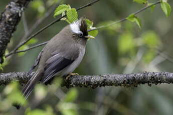 Yuhina à diadème