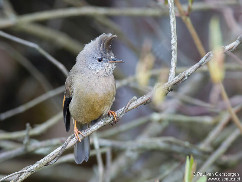 Yuhina à gorge striéeadulte