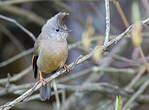 Yuhina à gorge striée