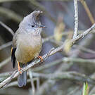 Yuhina à gorge striée