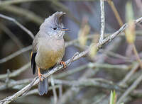 Yuhina à gorge striée