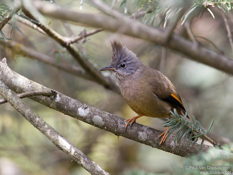 Yuhina à gorge striée