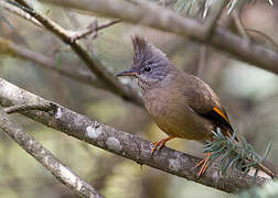 Stripe-throated Yuhina