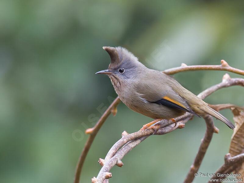 Stripe-throated Yuhina