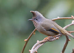 Stripe-throated Yuhina