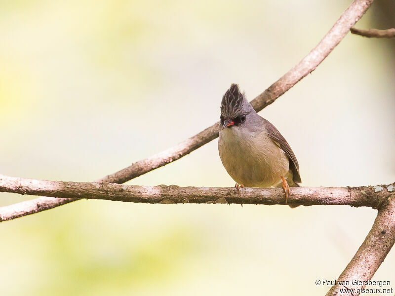 Yuhina à menton noiradulte