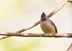 Black-chinned Yuhina