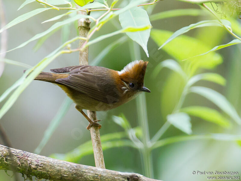 Yuhina à nuque blanche