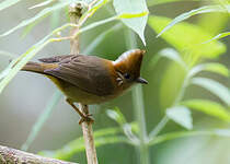 Yuhina à nuque blanche