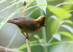 White-naped Yuhina