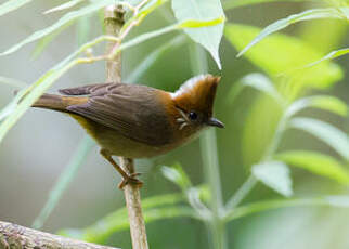 Yuhina à nuque blanche