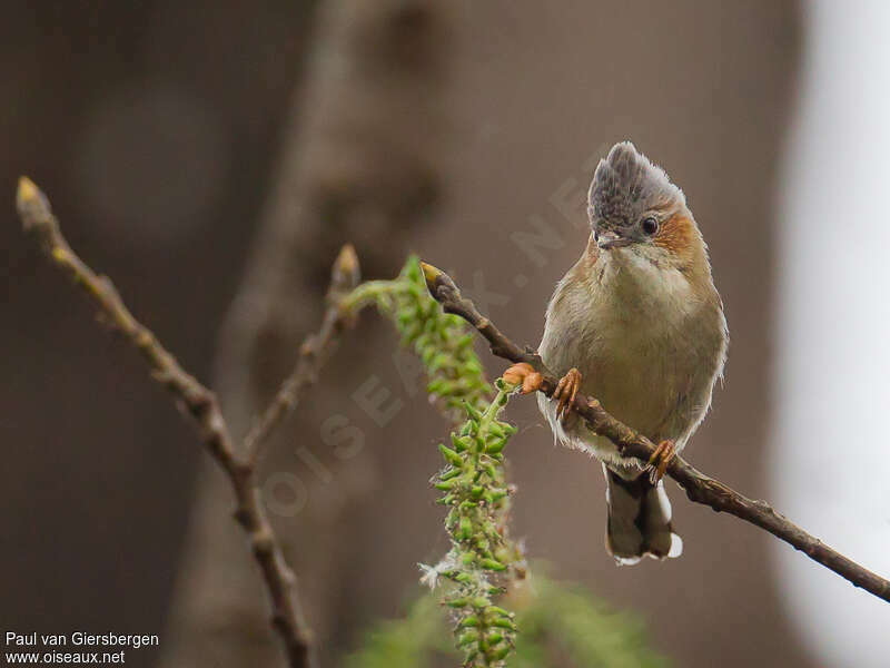 Yuhina à tête marron