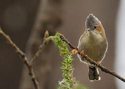 Striated Yuhina