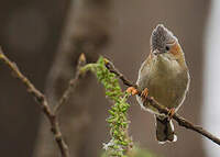 Yuhina à tête marron