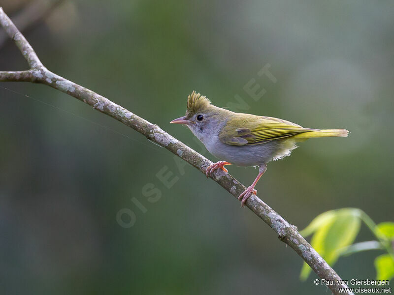 White-bellied Erpornis