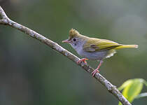 Yuhina à ventre blanc