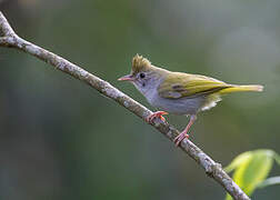 White-bellied Erpornis