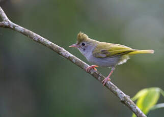 Yuhina à ventre blanc