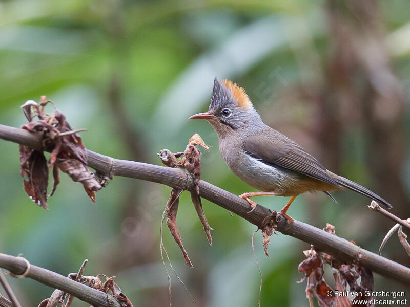 Yuhina à ventre roux