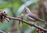 Yuhina à ventre roux