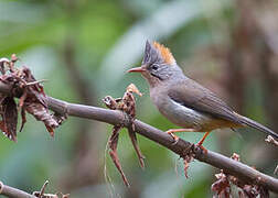 Rufous-vented Yuhina