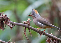 Yuhina à ventre roux