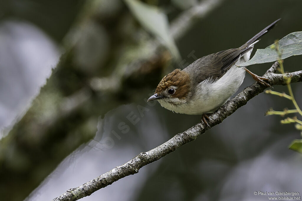 Yuhina de Bornéoadulte