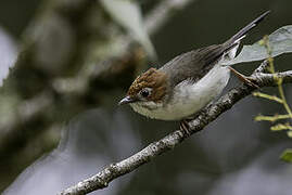 Chestnut-crested Yuhina