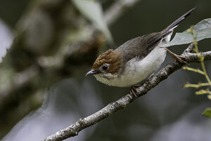 Yuhina de Bornéo