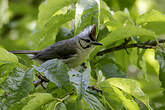 Yuhina de Taïwan