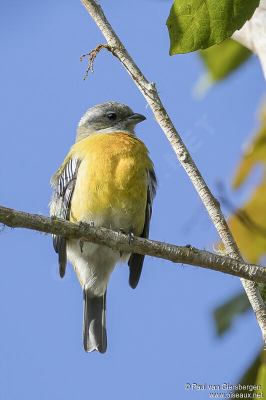 Jamaican Spindalis female adult