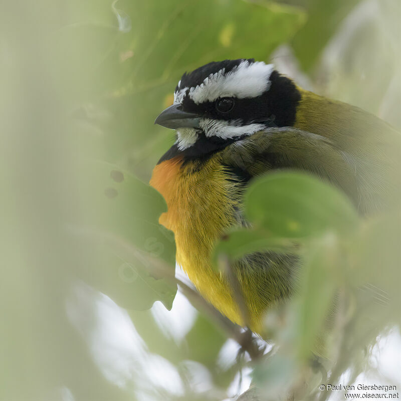 Jamaican Spindalis male adult