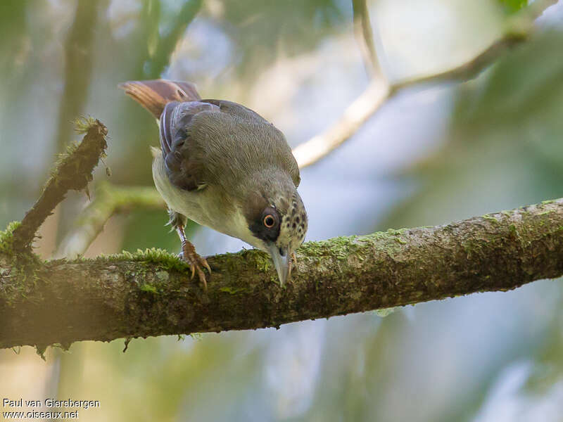 Thick-billed Heleiaadult, identification