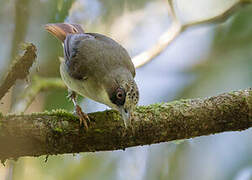 Thick-billed Heleia