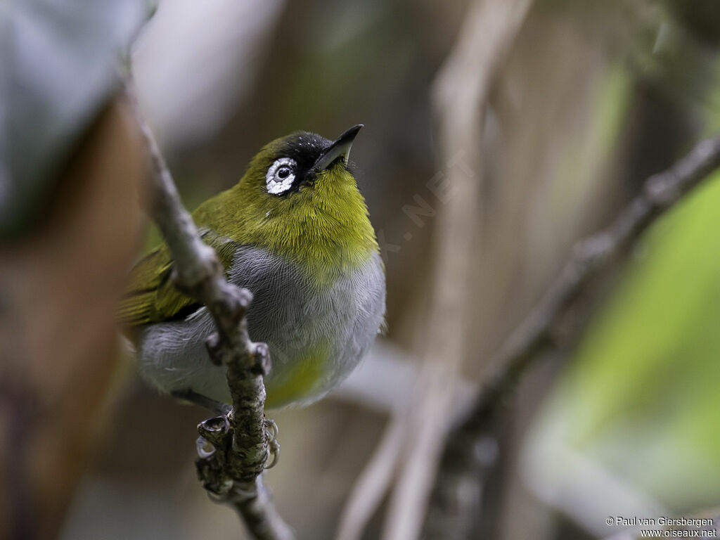 Black-capped White-eyeadult